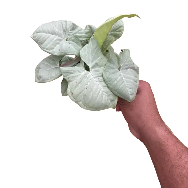 Syngonium “Milk Confetti” - 4 Inch