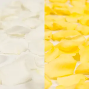 White and Yellow Rose Petals