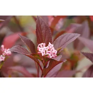 Sweet Talker® Fragrant Viburnum