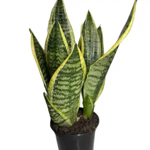 4” Laurentii Sanseveria | Snake Plant