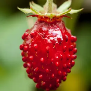 Alpine (Wild) Strawberry Seeds (Fragaria vesca) – Sweet, Small Berries, Ideal for Containers, Ground Cover, and Woodland Gardens – 50+ Seeds