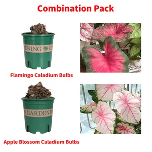 Flamingo & Apple Blossom Caladium 2 Bulbs Set – Soft Pink Red Vein Heart Shape Leaves, Elegant Tropical Foliage, Low Maintenance Houseplant, Home Bedroom Living Room Decor, Rare Colorful Leaf Ornament, Indoor Outdoor Shade Plant Gift