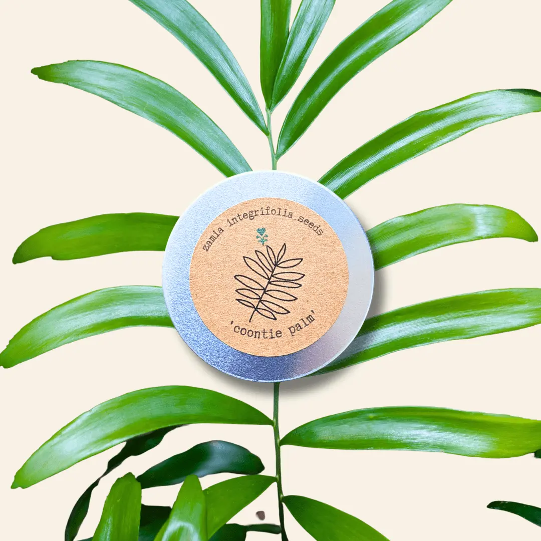 Zamia Integrifolia "Coontie Palm" Seeds