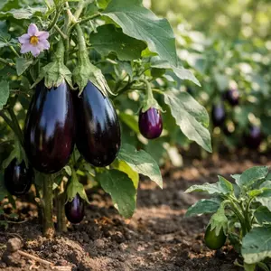 Eggplant Seeds – Vegetable Seeds for Garden, Easy Grow Outdoor Plants