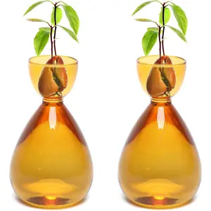Avocado Vase Avocado Seed Starter Vase Avocado Trees Live Plants Growing kit Glass Plant Vase 2pc