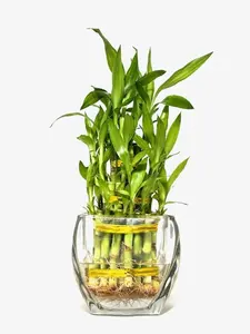 Three Tier Lucky Bamboo Indoor Live Plant in Glass Square Vase, Live Lucky Bamboo, Feng Shui Plant, Dracaena Sanderiana, Bamboo Arrangement