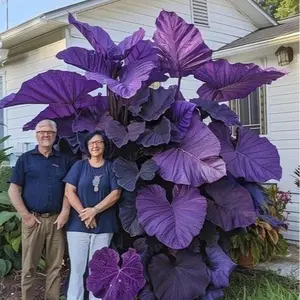 800+ Purple Flower Seeds – Rare Shade-Loving Perennials with Rich Violet Foliage, Easy to Grow for Elegant Garden Borders