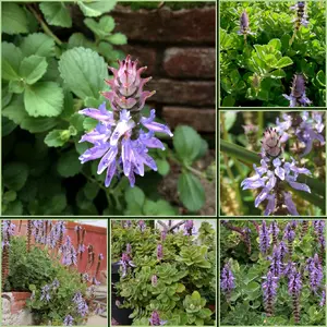 Gorgeous Plectranthus Neochilus Lobster Flower Succulent Starter Plant Rooted & Established