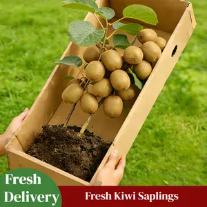 Live Kiwi Fruit Plant Seedling – Hardy Kiwi Vine for Home Garden & Trellis Growing