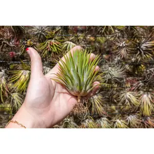 Jumbo Tillandsia Ionantha Guatemala 'Macho' Air Plants [5 or 10 Pack] Low Maintenance House Plant Decor - Whimsical - Vintage - Air Purifying - Self Care - Healthy Living