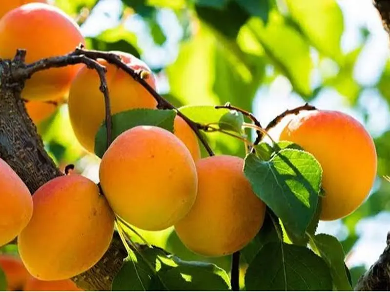 Apricot Tree Live Plant 12-24" Tall Potted Tree
