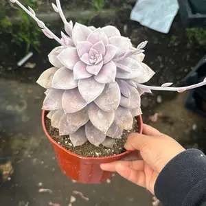 Graptoveria Superbum Plant Succulent 6 inch pot Graptoveria Superbum Plant Succulent 6 inch pot