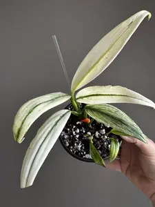 Epipremnum Amplissum Albo