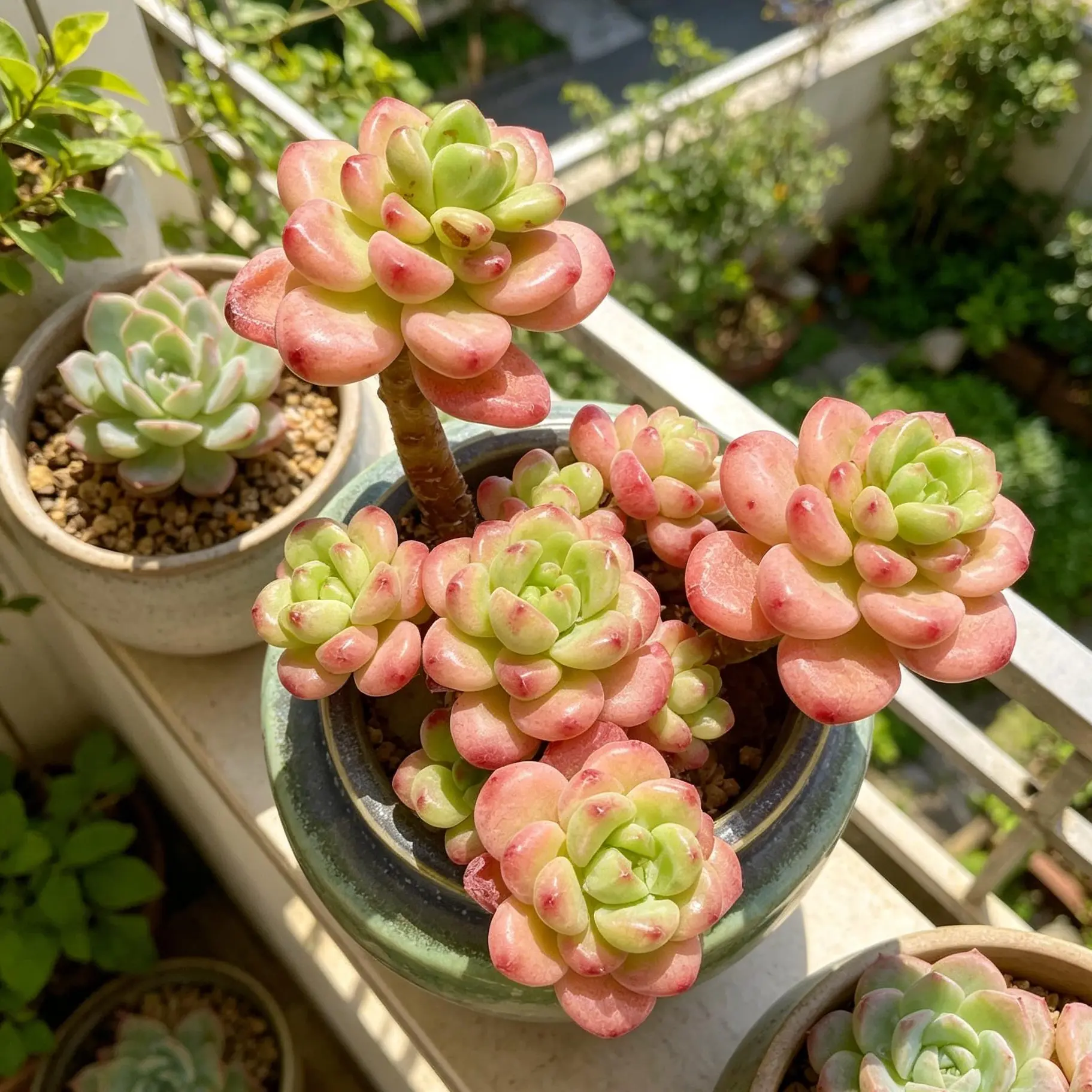 Sedeveria shangri la Rare Succulent Plant Bare Root | Vibrant Colorful Rosette Succulent | Easy Care Indoor Houseplant | Beginner Friendly Home & Garden Decor Gift #Succulent #PlantTok #RarePlants #HomeDecor  2（）