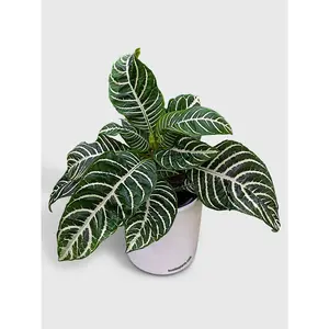 Aphelandra Squarrosa 'Zebra Plant'