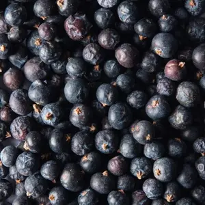 Juniper Berry Juniper Berry