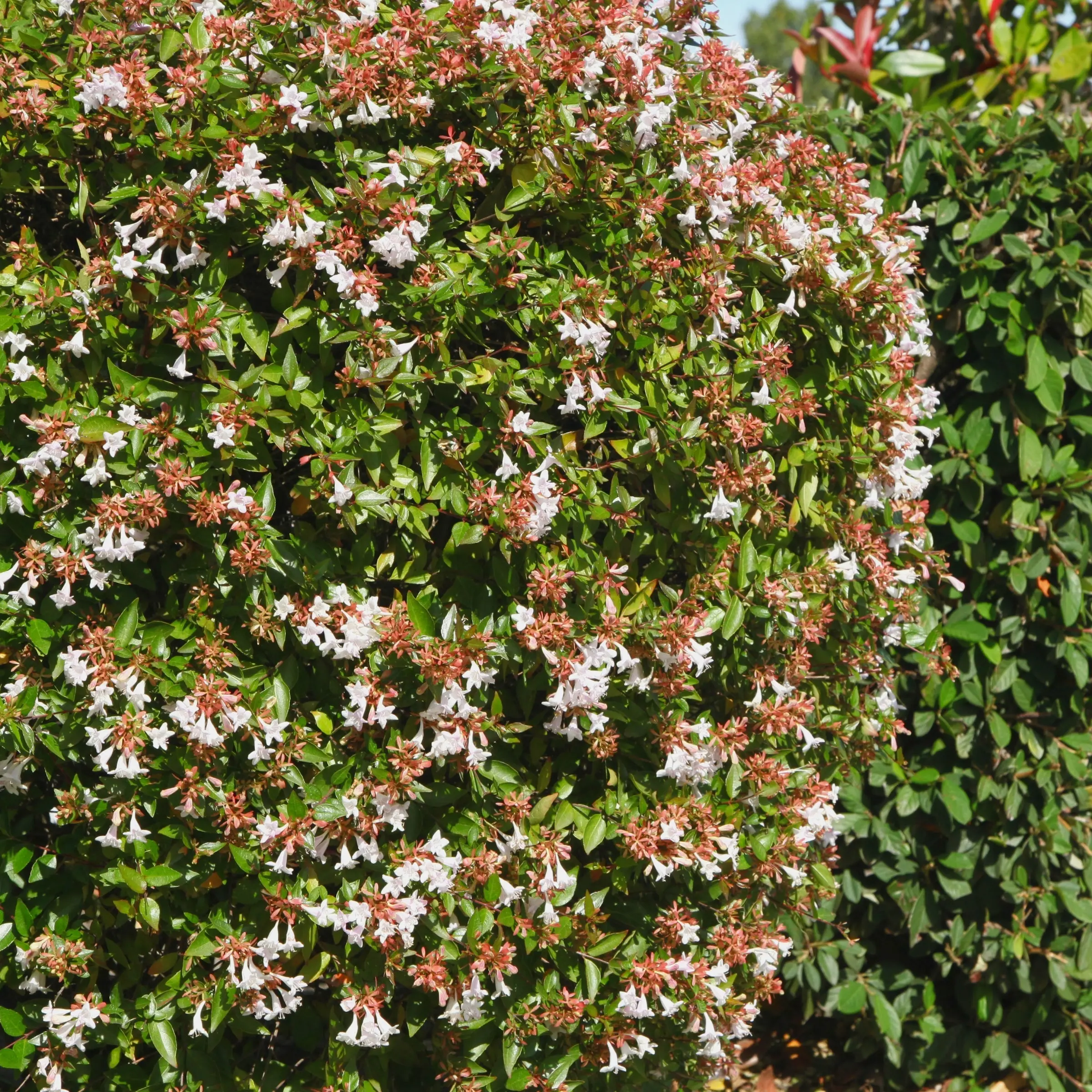 Abelia 'Rose Creek' Shrub - 1 Gal Pot, Abelia Rose Creek TG, Compact, Deer-Resistant, Drought-Tolerant, All-Seasons Garden Border Plant