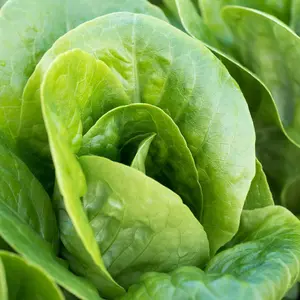 Heirloom Little Gem Lettuce Seeds - Grow Organic and Regenerative Lettuce