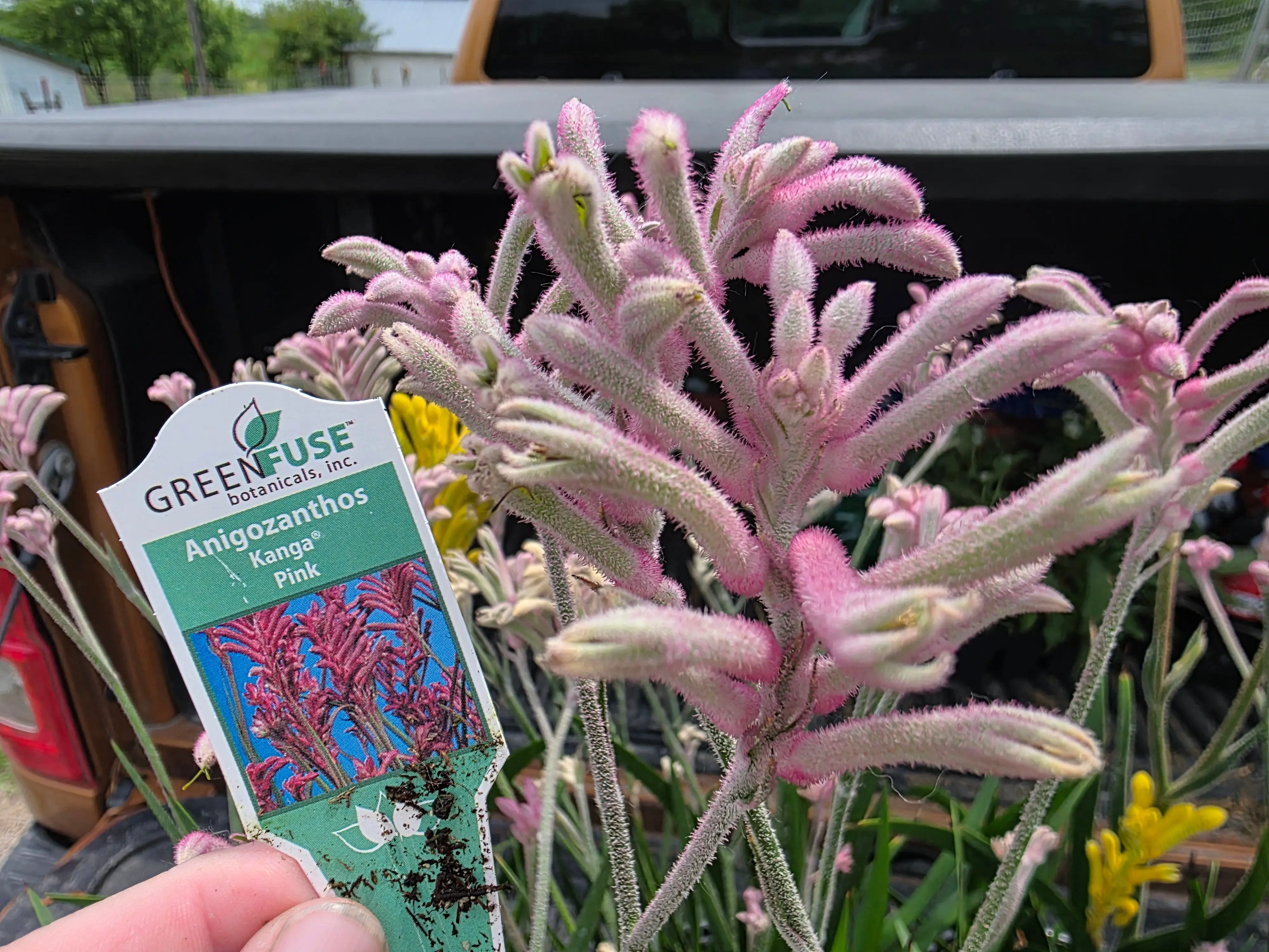 KANGA PAW LIVE plant Pink full clump