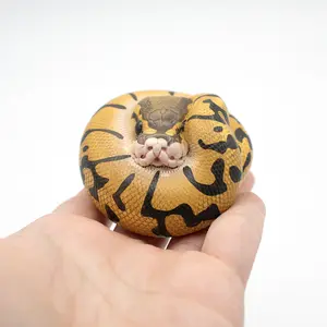 Reptile Figurine Statue Ball Python - Enchi