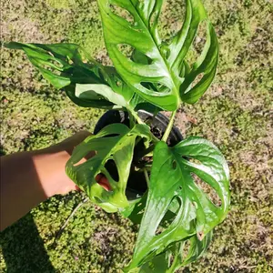 Monstera Swiss Cheese