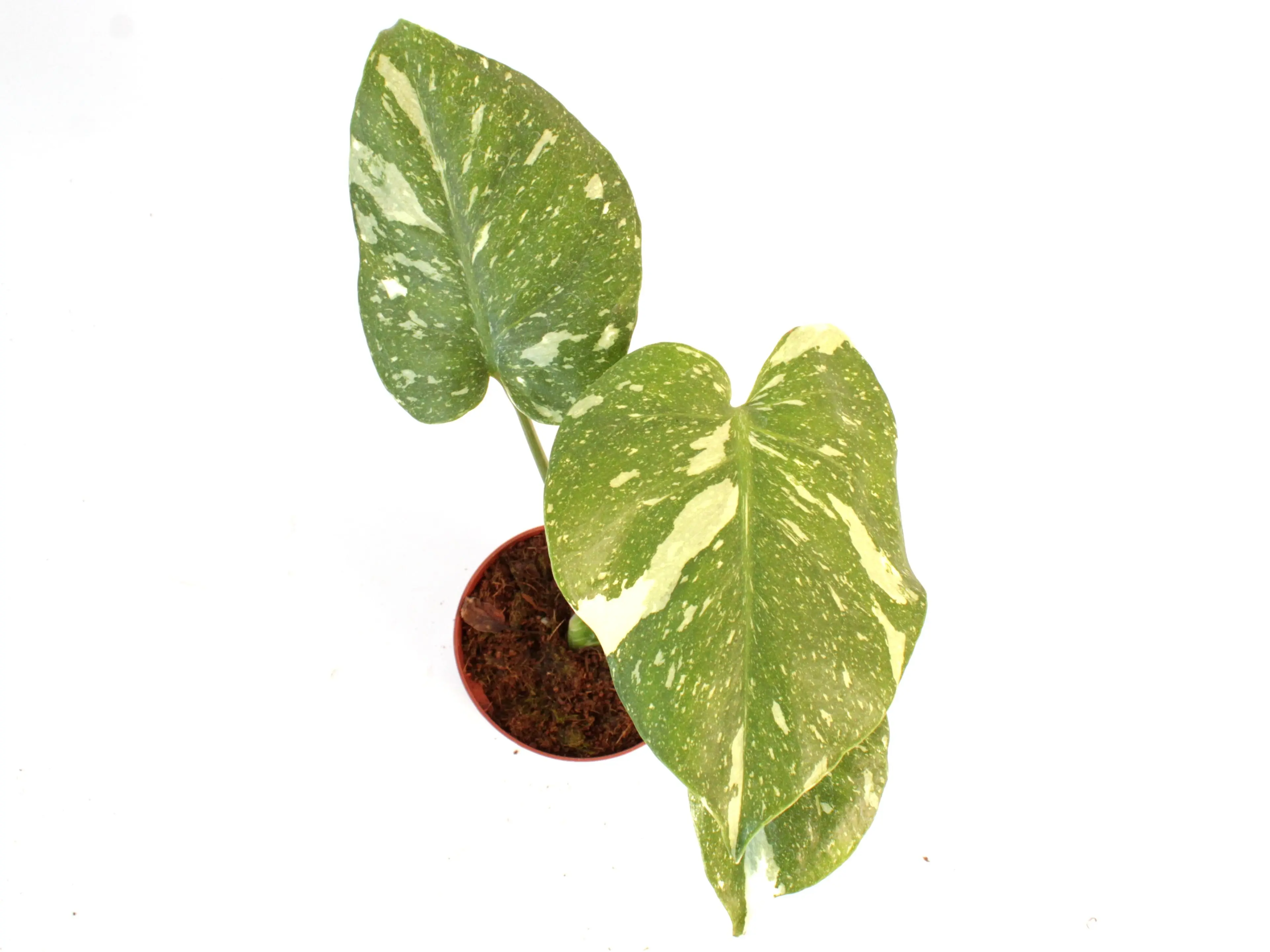 Monstera Thai Constellation 4 Potted Live Plant - Rare Variegated Monstera  - Iconic Starry Night Foliage - Exotic Tropical Aroid - Creamy Splashed  Leaves - Collector's Item - Indoor Statement Piece - Designer Plant -  Marbled Variegation - TikTok Shop