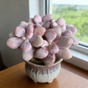 Rare Live Succulent Graptopetalum Amethystinum (Rose) –  Bare Root Succulent Plant, Easy Care Indoor Decor, Wedding Favors, Unique Gift for Succulent Lovers & Garden Enthusiasts