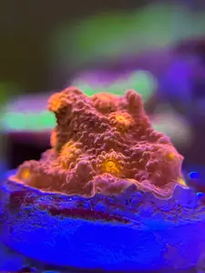 Red Brick Cyphastrea
