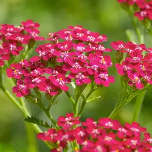 Organic Red Yarrow (Achillea millefolium) – Hardy Perennial with Feathery Foliage, Bright Red Clusters, Medicinal Uses – 50+ Seeds