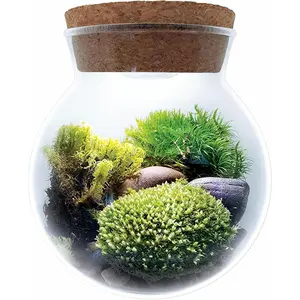 Create Your Serene Moss Sanctuary with The  Moss Bowl Terrarium Kit with LED Light - Complete Terrarium Supplies, Indoor  for   & Air Purification!