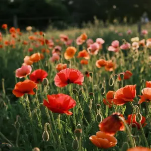Corn Poppy Seeds 800PCS – Soft, Romantic Wildflowers for Borders and Meadows