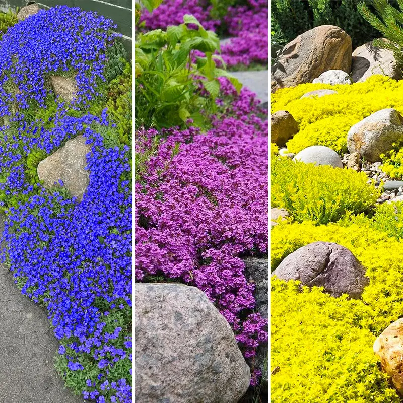 15000+ Mix Creeping Thyme Seeds Ground Cover-Non-GMO Perennial Flower Seeds