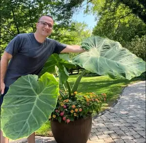 GIANT Elephant Ear Colocasia 2x Bulbs - Colocasia Gigantea