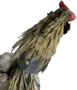Rooster Saver Volume-Reducing Crow Collar (Made in USA)