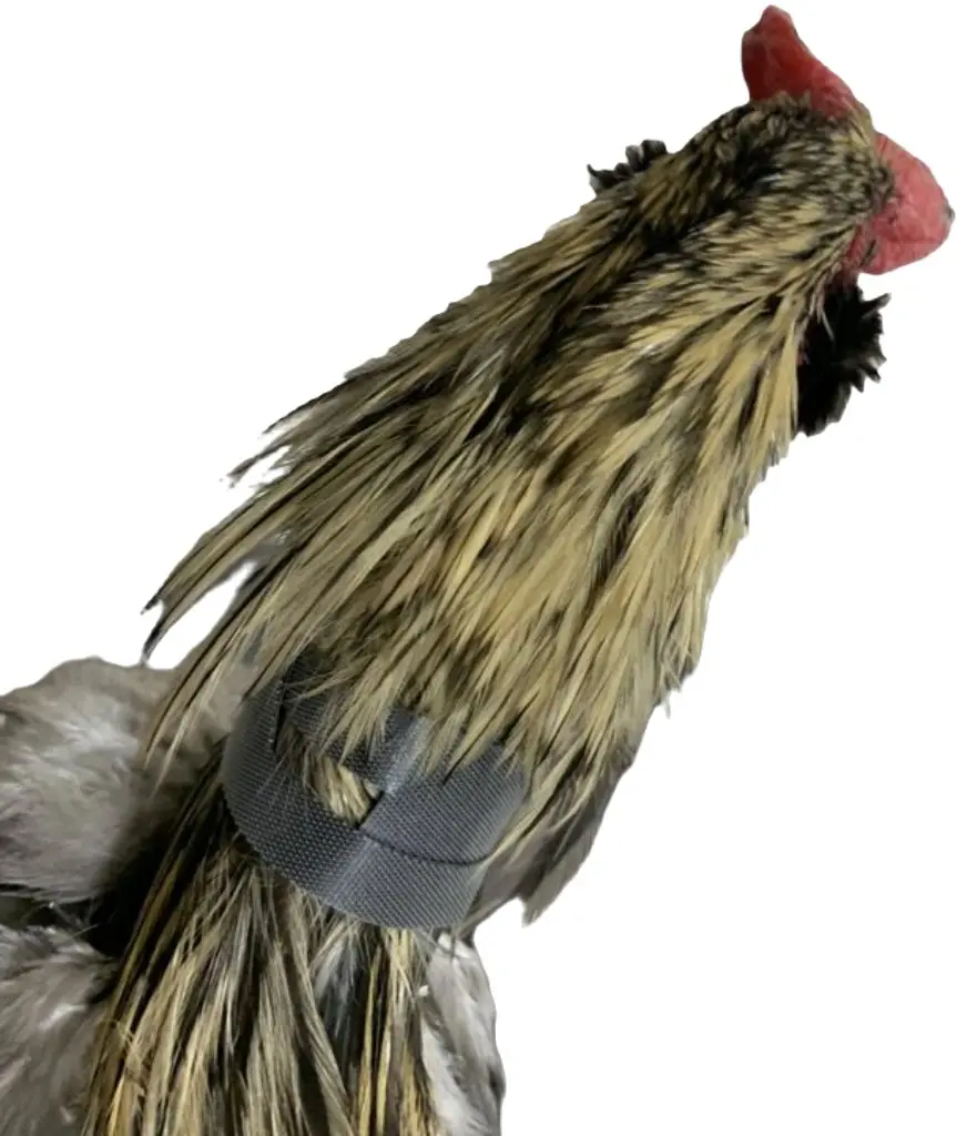 Rooster Saver Volume-Reducing Crow Collar (Made in USA)
