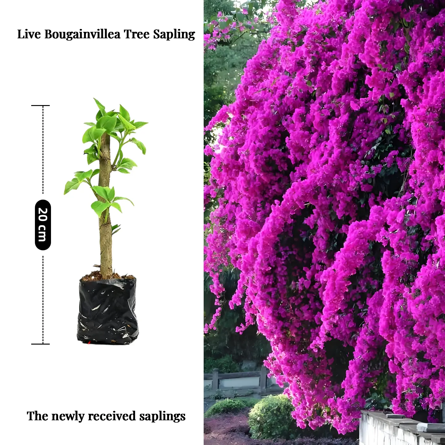 Live Bougainvillea Plant（1 plant）