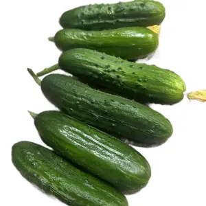 Persian Cucumber Seeds Quick Growing and Insanely Delicious!