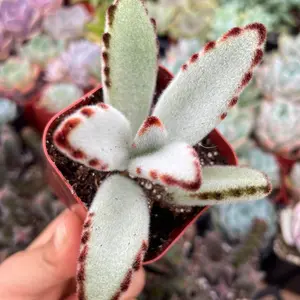 Panda plant 2” Succulent Kalanchoe tomentosa