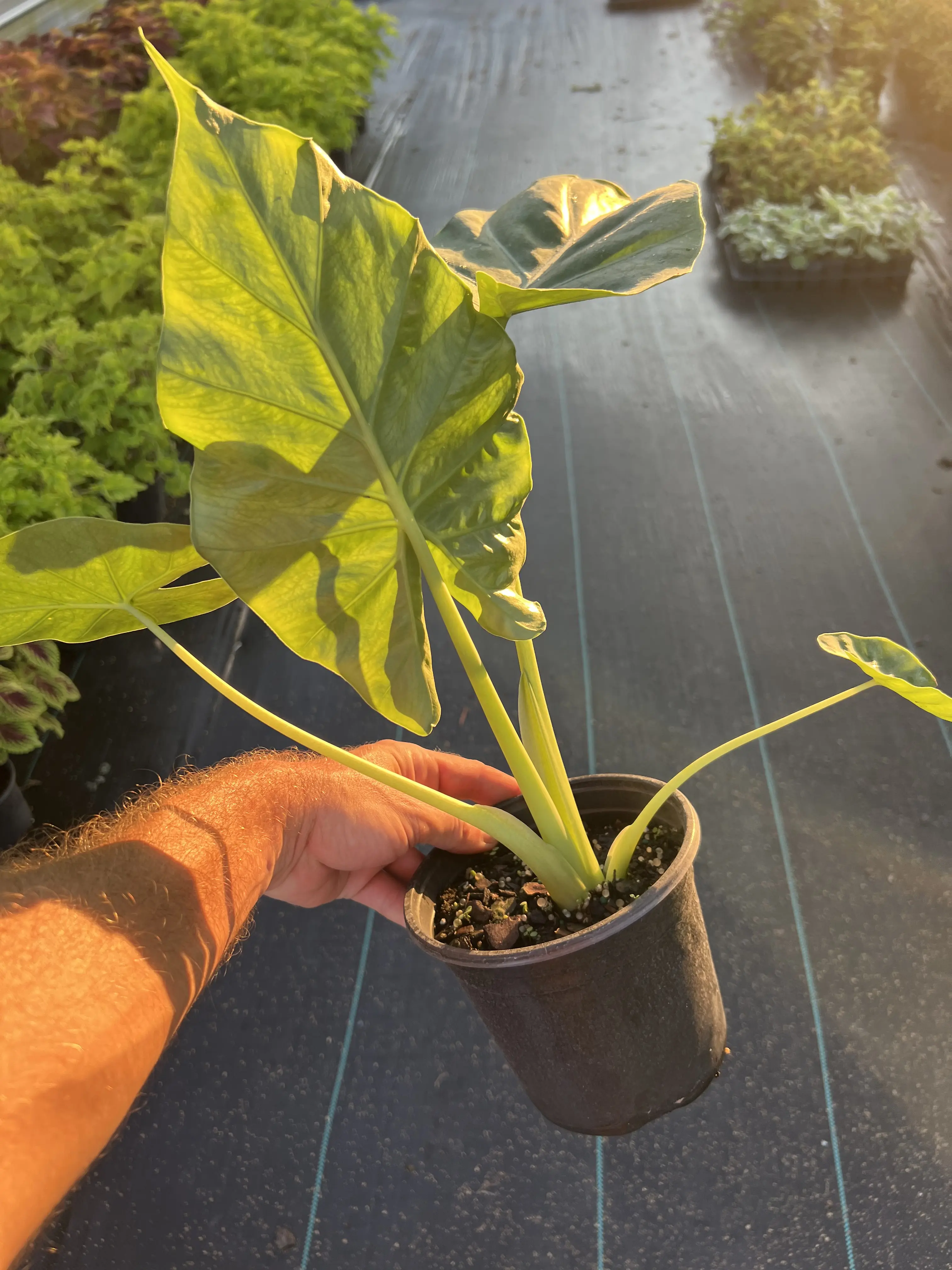 Elephant Ear Plant