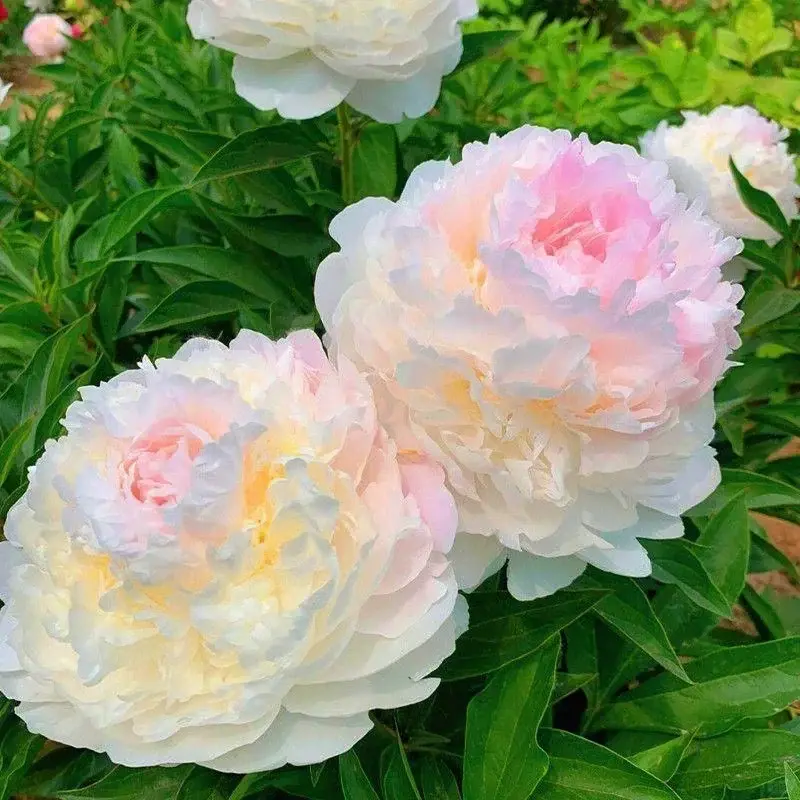 Mixed-Color Peony Bulbs - Perennial, Strong-Fragrance, Large-Flower, Cold-Hardy Flower Roots for Balcony, Courtyard Planting