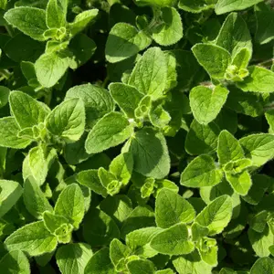 Heirloom Greek Oregano Seeds - Organic and Regenerative Gardening Seeds to Make Oil of Oregano at Home