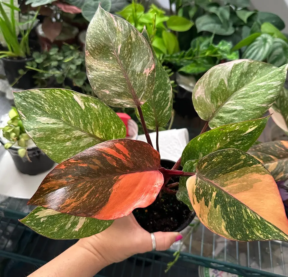 Philodendron orange princess galaxy - 4” pot