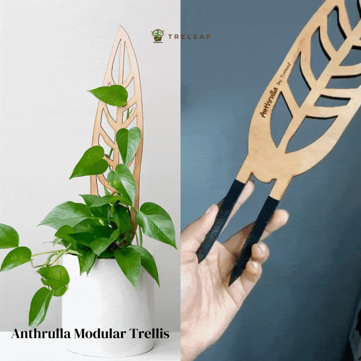 Anthrulla - Plant trellis inspired by the Queen Anthurium Anthrulla - Plant trellis inspired by the Queen Anthurium