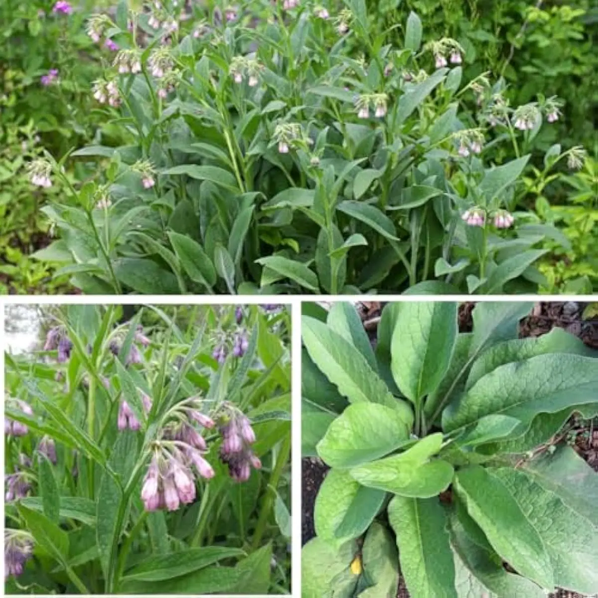 True Comfrey Seeds for Planting 50 Count (Symphytum Officinale) Non-GMO  Medicinal Perennial Herb Ideal for Compost Tea, Natural Skincare, Home Herb Gardens & Survival Garden Preparation