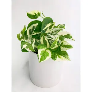 Epipremnum 'Pearls and Jade' Pothos Hybrid Climbing Plant in 4 Inch Pot - Variegated Grey-Green Leaves, Perfect for Birthday Gifts and Plant Lovers
