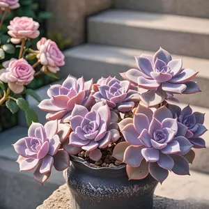 2"Live Succulent Graptopetalum superbum