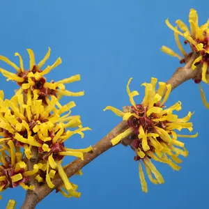 Witch Hazel Seeds (Hamamelis virginiana) – 5+ Seeds for Shrub Gardens, Natural Astringents, and Ornamental Use