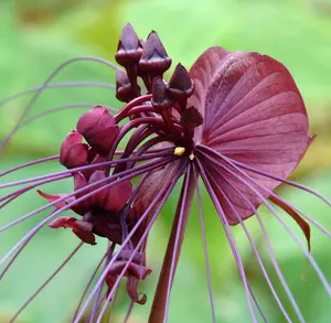Black Tacca Plant Live for Planting 4 to 8 Inch Tall in 4 Inch Pot, Tacca Chantrieri Plant, Rare Orchid Flower Plant