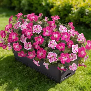 6 Pcs Artificial Flowers Fake Petunias for Outdoors, Faux Flowers for Planter, UV Resistant Realistic Fake Plants for Outside No Fade for Porch Indoor Room(Fuchsia)