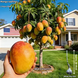 2 Years Old Mango Tree Saplings – Grafted, Extremely Sweet & Fast-Growing Tropical Fruit Tree Seedling for Outdoor Garden